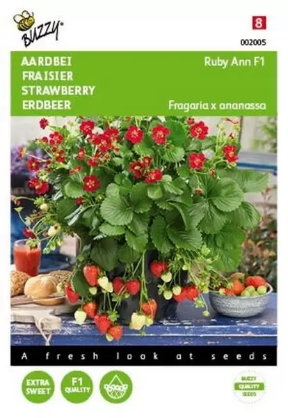 Aardbeien Grandian F1 Buzzy Seeds
